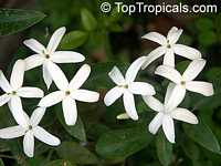 Jasminum tortuosum, African Jasmine, Perfume jasmine