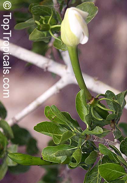 Gardenia cornuta, Gardenia ternifolia, Natal Gardenia, Horned Gardenia, Wilde-appel, Natalkatjiepiering (Afr.); Umhlahle