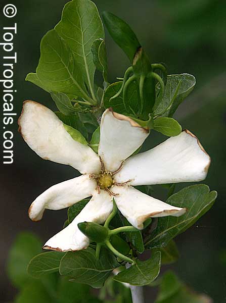 Gardenia cornuta, Gardenia ternifolia, Natal Gardenia, Horned Gardenia, Wilde-appel, Natalkatjiepiering (Afr.); Umhlahle