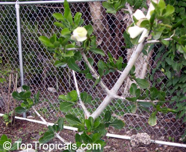 Gardenia cornuta, Gardenia ternifolia, Natal Gardenia, Horned Gardenia, Wilde-appel