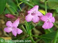 Ruellia multisetosa, Suessenguthia multisetosa, Columbian Petunia

Click to see full-size image