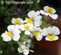 Nemesia fruticans, Nemesia caerulea, Mauve Nemesia, Wildeleeubekkie

Click to see full-size image