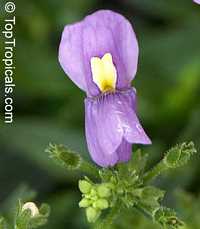 Nemesia fruticans, Nemesia caerulea, Mauve Nemesia, Wildeleeubekkie

Click to see full-size image