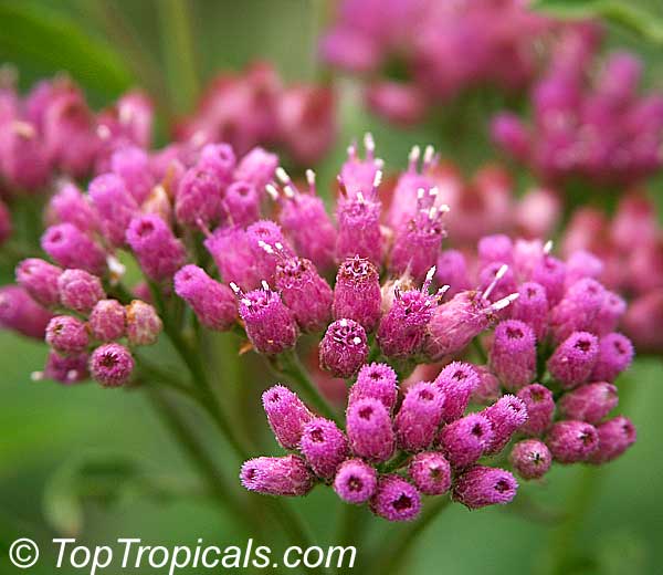 Pluchea odorata (Ageratum aromaticum) - Sweetscent