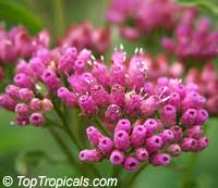 Pluchea odorata (Ageratum aromaticum) - Sweetscent

Click to see full-size image