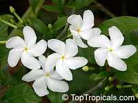 Tabernaemontana divaricata, Ervatamia divaricata, Ervatamia coronaria, Pinwheel Jasmine, Crape Jasmine, Crepe Gardenia

Click to see full-size image