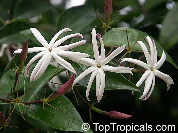 Jasminum nitidum, Jasminum magnificum, Jasminum illicifolium, Star Jasmine, Angelwing Jasmine, Shining Jasmine, Windmill Jasmine, Royal Jasmine