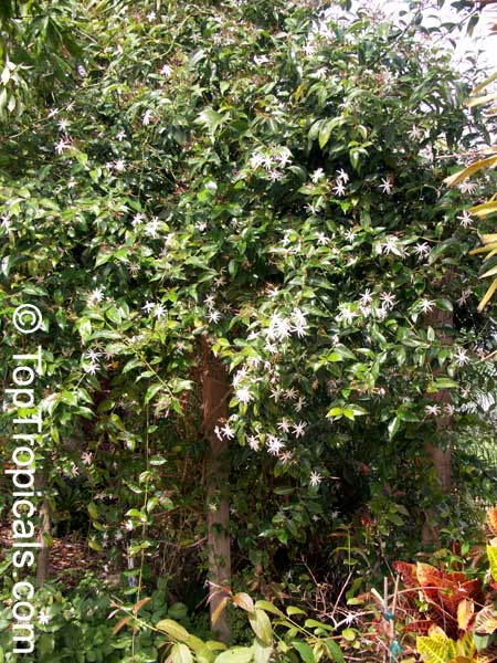 Jasminum nitidum, Jasminum magnificum, Jasminum illicifolium, Star Jasmine, Angelwing Jasmine, Shining Jasmine, Windmill Jasmine, Royal Jasmine