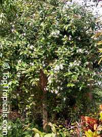 Jasminum nitidum, Jasminum magnificum, Jasminum illicifolium, Star Jasmine, Angelwing Jasmine, Shining Jasmine, Windmill Jasmine, Royal Jasmine

Click to see full-size image