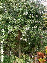 Jasminum nitidum, Jasminum magnificum, Jasminum illicifolium, Star Jasmine, Angelwing Jasmine, Shining Jasmine, Windmill Jasmine, Royal Jasmine

Click to see full-size image