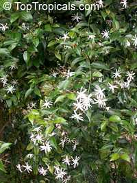 Jasminum nitidum, Jasminum magnificum, Jasminum illicifolium, Star Jasmine, Angelwing Jasmine, Shining Jasmine, Windmill Jasmine, Royal Jasmine

Click to see full-size image
