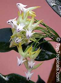 Hoya multiflora, Centrostemma multiflora, Centrostemma platypetalum, Shooting Star Hoya

Click to see full-size image