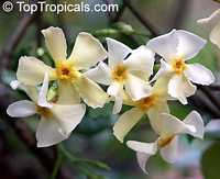 Trachelospermum asiaticum, Asian Jasmine, Yellow star jasmine

Click to see full-size image