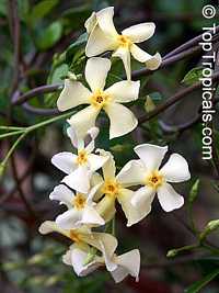 Trachelospermum asiaticum, Asian Jasmine, Yellow star jasmine