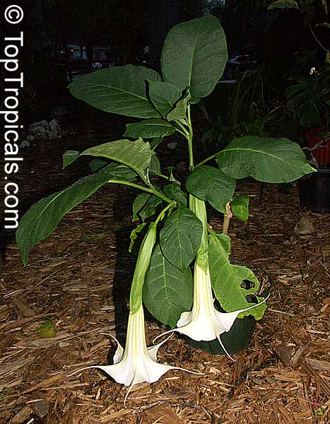 Brugmansia suaveolens, Brugmansia suaveolens hybrids, Datura suaveolens, Angel's trumpet