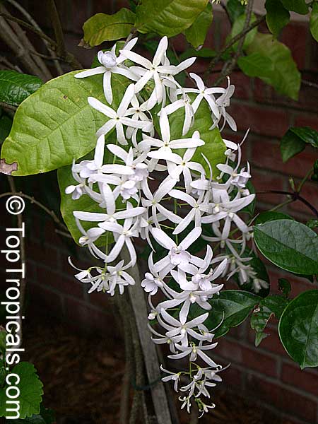 Petrea glandulosa Alba - White Queens Wreath 