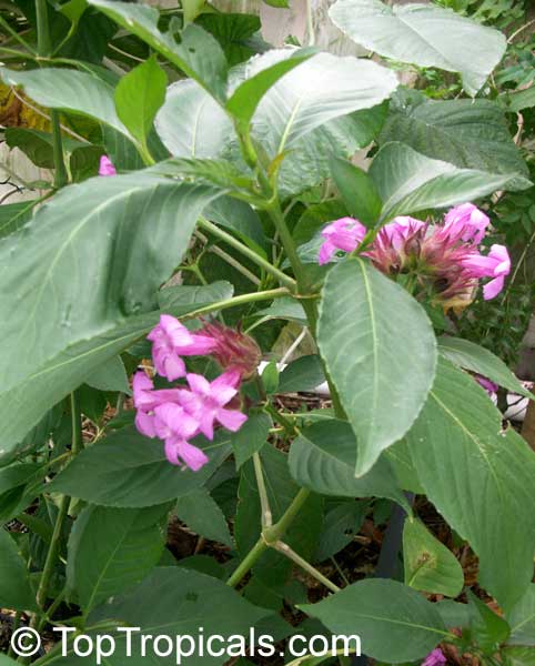 Ruellia multisetosa, Suessenguthia multisetosa, Columbian Petunia
