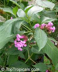 Ruellia multisetosa, Suessenguthia multisetosa, Columbian Petunia

Click to see full-size image
