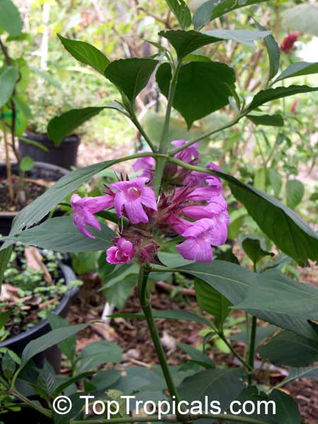 Ruellia multisetosa, Suessenguthia multisetosa, Columbian Petunia