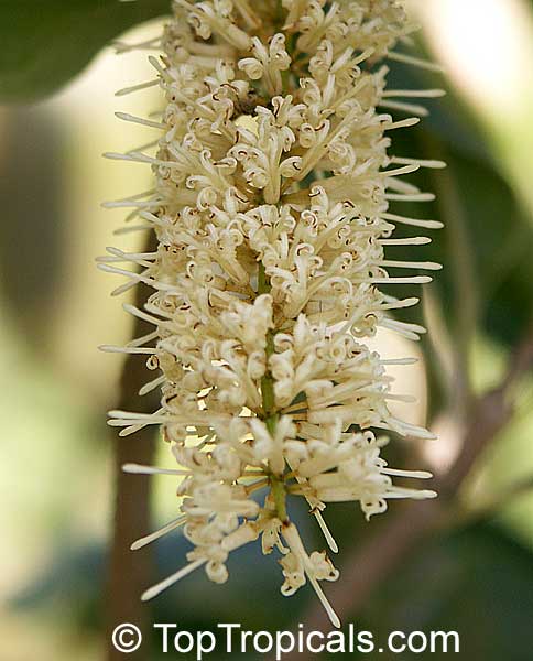 Macadamia integrifolia, Macadamia nut