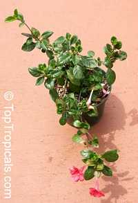 Barleria repens, Barleria galpinii, Small Bush Violet

Click to see full-size image