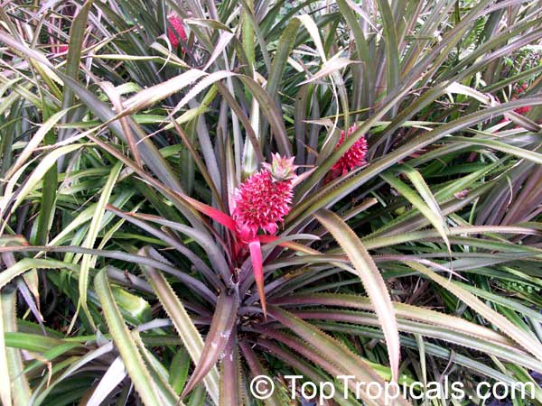 Ananas sp., Pineapple, Pina. Ananas bracteatus -Red Pineapple