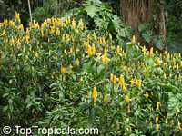 Pachystachys lutea, Yellow Shrimp Plant, Golden Shrimp Plant, Lollipop Plant, Candle Plant