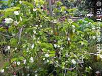 Vallaris solanacea, Thai Cherry, Scented Bread Flower, Asphota, Navamallika, Dudhi ki bel, Ramsur, Chamari-ki vel, Bugudi hambu, Bhadravalli, Ginne malathi