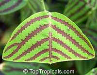 Christia obcordata, Christia subcordata, Lourea obcordata, Butterfly Stripe Plant, Swallowtail, Iron Butterfly, Cordata

Click to see full-size image