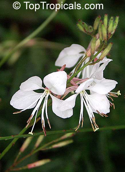 Oenothera lindheimeri, Gaura lindheimeri, White Butterfly, Whirling Butterfly