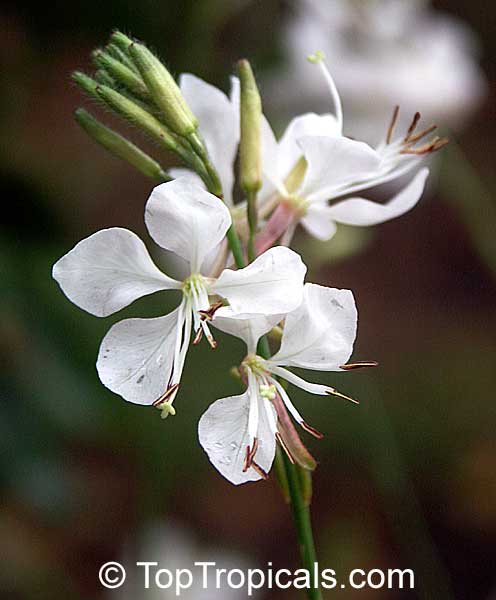 Gaura lindheimeri, White Butterfly, Whirling Butterfly