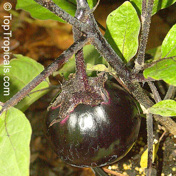 Solanum melongena, Tropical Eggplant, Asian Eggplant