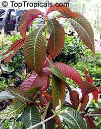 Hoffmannia ghiesbreghtii, Campylobotrys ghiesbreghtii, Taffeta Plant, Strawberry Splash

Click to see full-size image