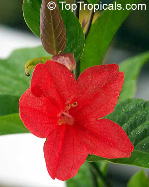 Ruellia affinis, Ruellia elegans, Red Ruellia, Flower of Caipora, Rio Red Ragin Cajin Ruellia