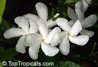 Tabernaemontana divaricata, Ervatamia divaricata, Ervatamia coronaria, Pinwheel Jasmine, Crape Jasmine, Crepe Gardenia

Click to see full-size image