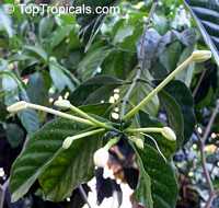 Posoqueria longiflora, Posoqueria trinitatis, Jazmin de Embarcadero, Needle Flower Tree

Click to see full-size image