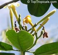 Fagraea berteriana , Perfume Flower Tree, Pua Keni Keni

Click to see full-size image