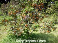 Fortunella margarita, Oval Kumquat