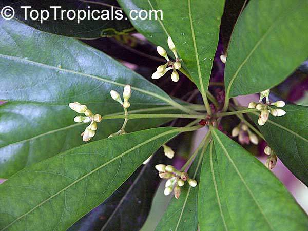 Pimenta dioica, Pimenta officinalis, Allspice, Jamaica Pepper, Pimento Tree, Alspice