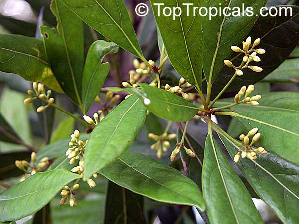 Allspice, Jamaica pepper tree, Pimenta dioica