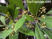 Pimenta dioica, Pimenta officinalis, Allspice, Jamaica Pepper, Pimento Tree, Alspice