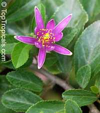 Grewia occidentalis, Lavender Star Flower

Click to see full-size image