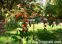 Saraca indica, Saraca asoca, Jonesia asoca, Ashoka Tree, Jonesia Asoka, Gandhapushpa, Sorrowless Tree

Click to see full-size image