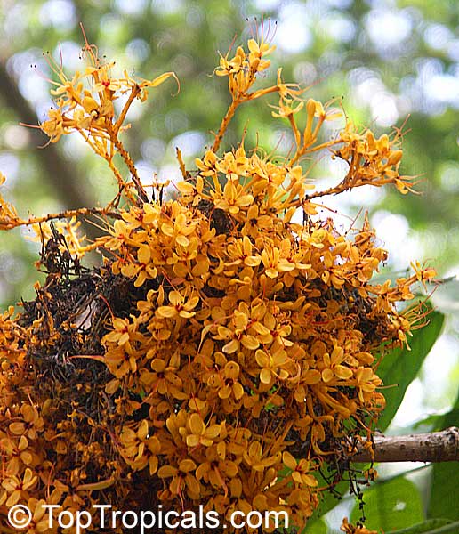 Saraca cauliflora, Saraca thaipingensis, Yellow Saraca Tree
