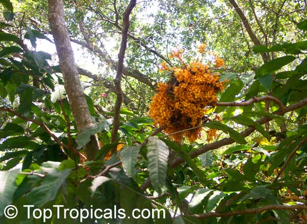 Saraca cauliflora, Saraca thaipingensis, Yellow Saraca Tree