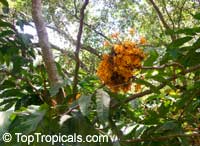 Saraca cauliflora, Saraca thaipingensis, Yellow Saraca Tree

Click to see full-size image