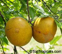 Citrus paradisi, Grapefruit
