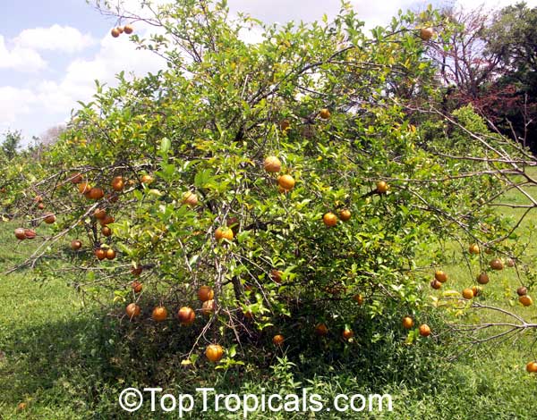 Citrus x sinensis, Orange