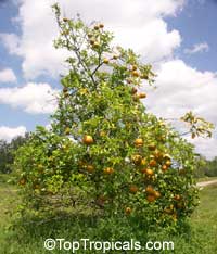 Citrus x sinensis, Orange

Click to see full-size image