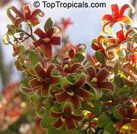 Sterculia foetida, Wild Indian Almond - TopTropicals.com